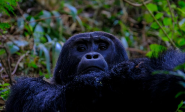 Uganda Gorilla Essence