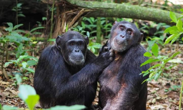 Explore Rwanda Safari