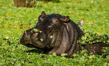  A Ugandan Odssey