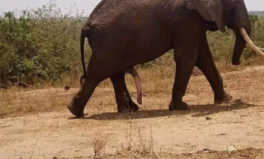 Uganda and Tanzania Wild Wonders