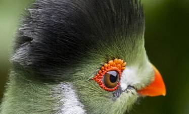 Birds of the Pearl tour