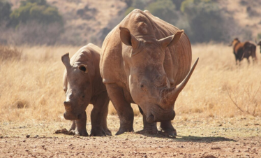 Discover Uganda’s BIG 5
