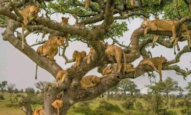 Uganda’s Wild Wonders Safari
