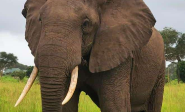 12-Days Tour: Tanzania’s Iconic Wildlife and Beach Encounter