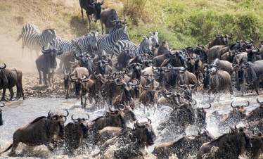 The Great Migration Encounter