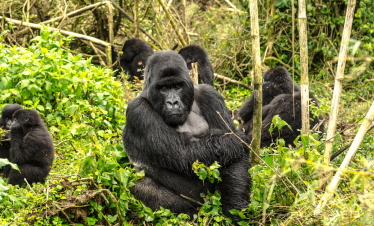 Discover Rwanda, The land of a Thousand Hills